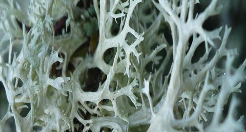 Cladonia sp.