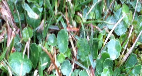 Ecuelle d'eau , Hydrocotyle commun