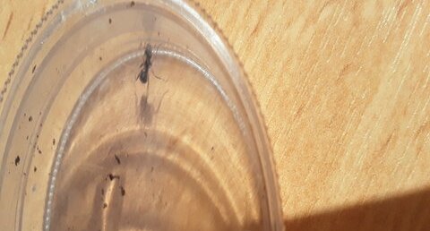 Fourmis des trottoirs
