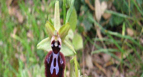 Ophrys araignée