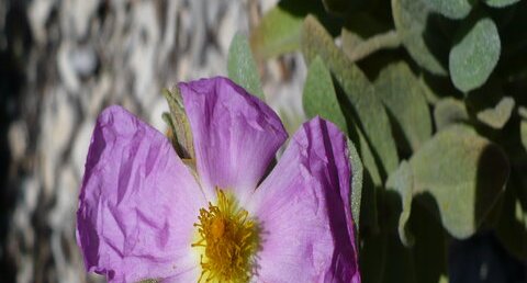 Fleur de ciste cotonneux