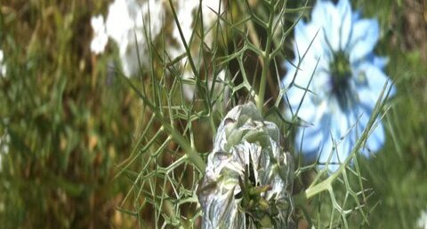 Nigelle, fin de floraison