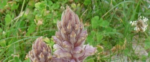 Orobanche du panicaut