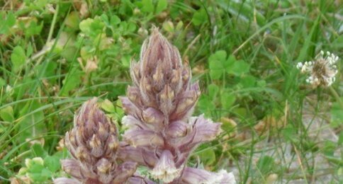 Orobanche du panicaut