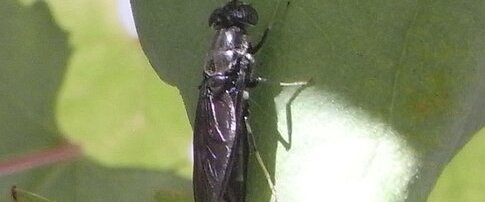 Grosse Mouche noire ?