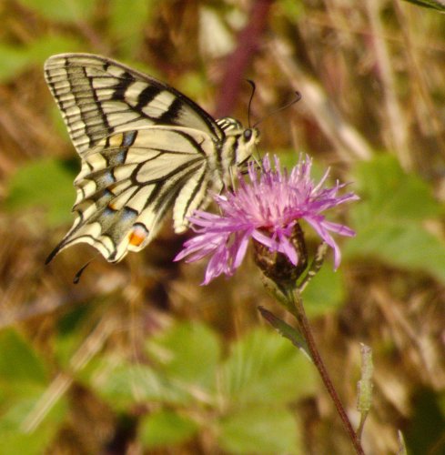 Machaon Papilio machaon