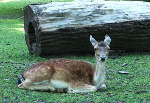 biche nancy