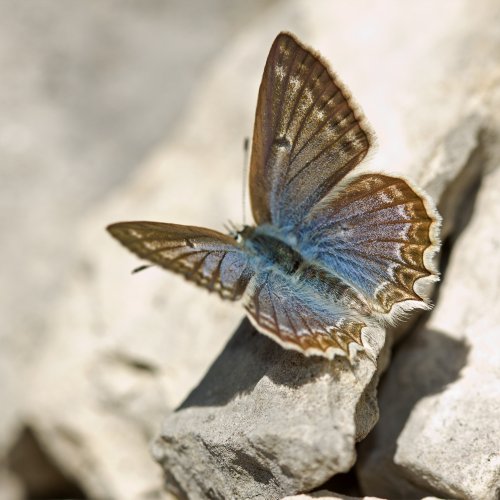 Azuré de l Orobe Polyommatus daphnis