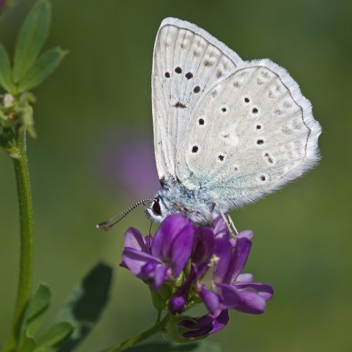 Azuré de l Orobe Polyommatus daphnis 001