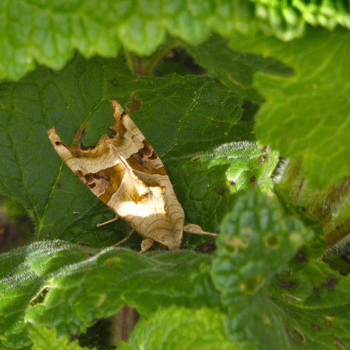 La méticuleuse Phlogophora meticulosa