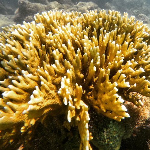 Millepora alcicornes