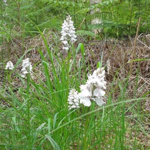 orchidées tachetées