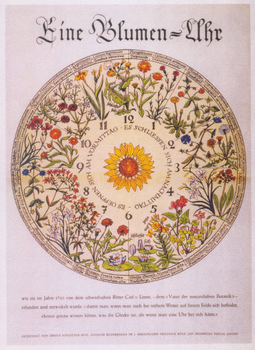 Horloge florale de Linnée