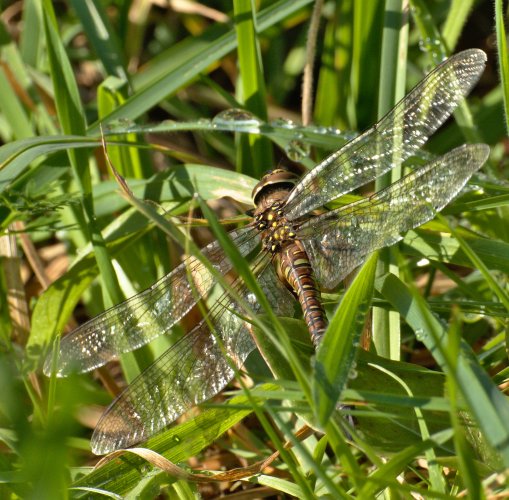 Aeschne mixte femelle