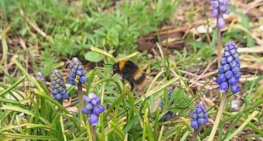 Bourdon dans des muscaris