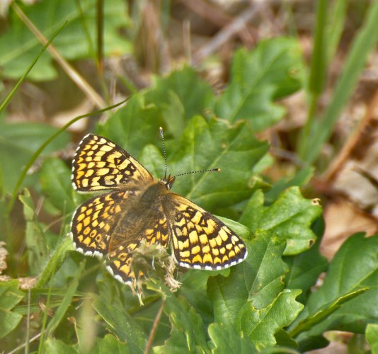 Mélitée du plantain Melitaea cinxia