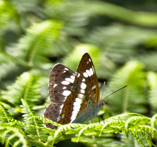 Petit sylvain Limenitis camilla