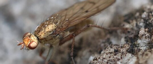 Scathaphoga furcata