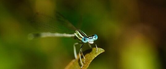 Agrion à larges pattes