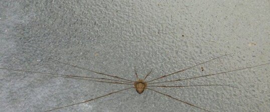 Araignée mystère