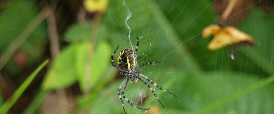 Argiope frelon
