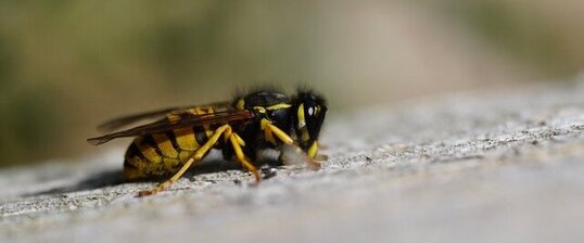 Poliste sp.?