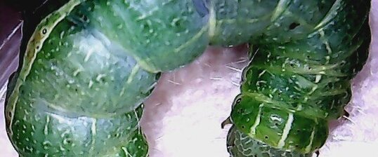 Chenille verte