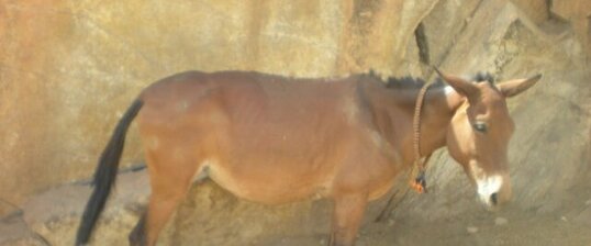 Mule : Equus asinus x Equus caballus