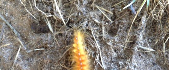 Chenille rouquine