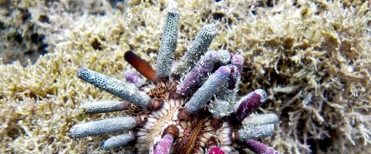 Eucidaris tribuloides