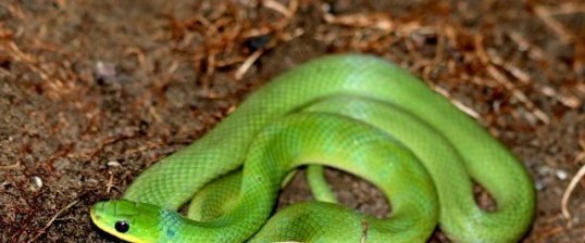 Serpent vert
