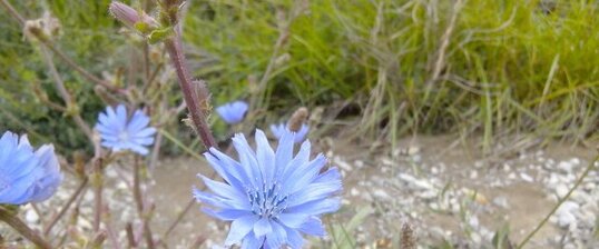 Chicorée sauvage [Cichorium intybus]