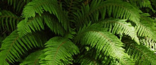 Polistic à frondes soyeuses (polystichum setiferum)