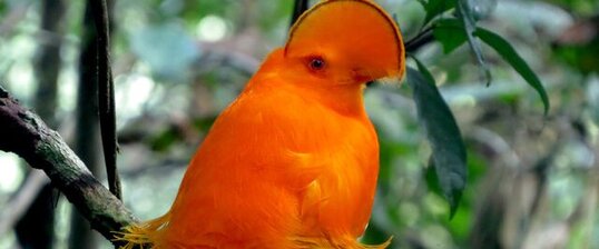 Coq-de-roche orange