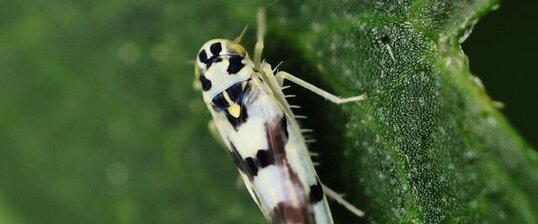 Eupteryx atropunctata