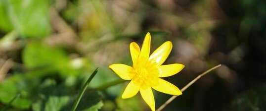 Ficaire fausse-renoncule