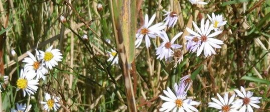 Aster maritime (aster tripolium)