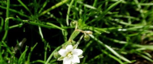 Spergua=laire des champs (spergula avensis)