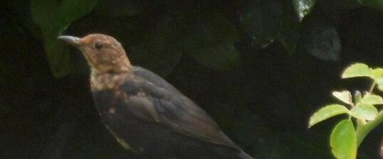 Jeune merle noir