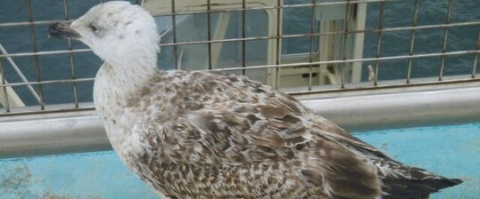 Jeune goéland marin (Larus marinus)