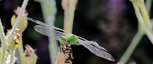 Libellule érythème des étangs (Erythemis simplicicollis)