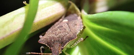 Punaise à trois taches (Euschistus tristigmus)