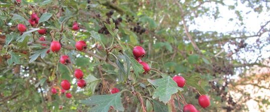 Aubépine