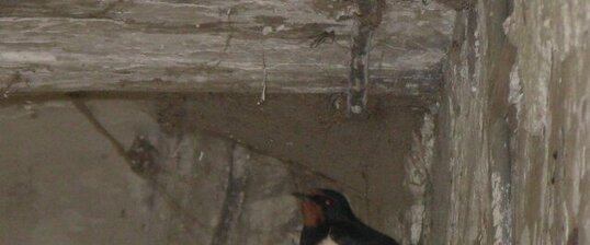 Hirondelle rustique