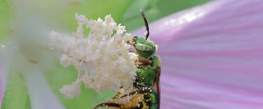 Genus Agapostemon
