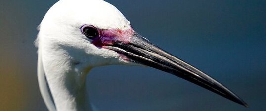 Aigrette garzette
