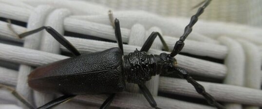 Longicorne