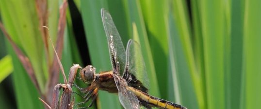 Libellule mélancolique (Libellula luctuosa) femelle