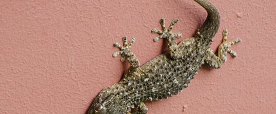 Gecko (Tarente de Maurétanie)