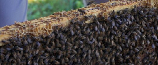 Apis mellifera